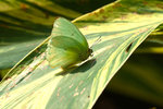 _MG_7828a