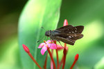 _MG_7830a