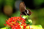 _MG_7842a