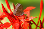 _MG_7855a