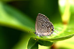 _MG_7862a