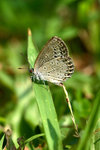 _MG_7867a