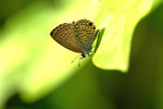 _MG_7870a