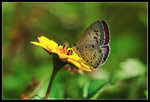 _MG_9870a