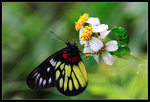 _MG_9885a