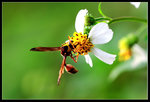 _MG_9893a
