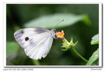IMG_6375