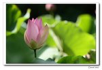 IMG_0132