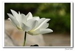 IMG_0146