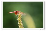 IMG_0161