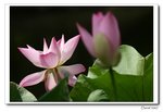 IMG_0186
