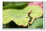 IMG_0195