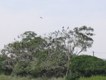 IMG_0438