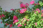CIMG8856