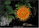DSCF7083