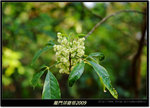 DSCF1177