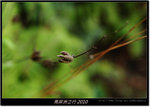 DSCF7477