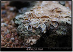 DSCF7500