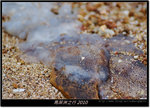 DSCF7503