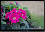 DSCF7167