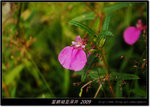 DSCF5207