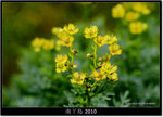 DSCF8176