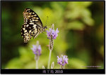 DSCF8186