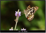 DSCF8188