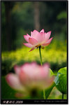 DSCF1263