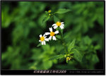 DSCF4454