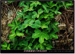 DSCF4462