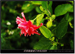 DSCF4481