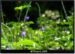 DSCF0803