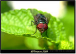 DSCF0804