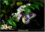 DSCF0806