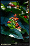 DSCF0817