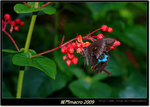 DSCF0819