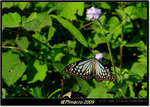 DSCF0824