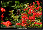 DSCF0828