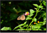 DSCF0829