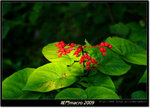 DSCF0861