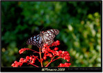 DSCF0863