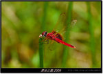DSCF2669