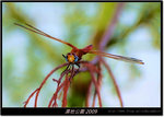 DSCF2691