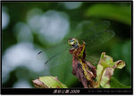 DSCF2718