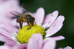 _MG_0806-2