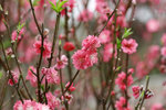 _MG_0827-2