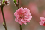 _MG_0831-2