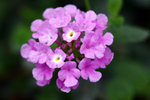 _MG_0886-2