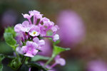 _MG_0892-2